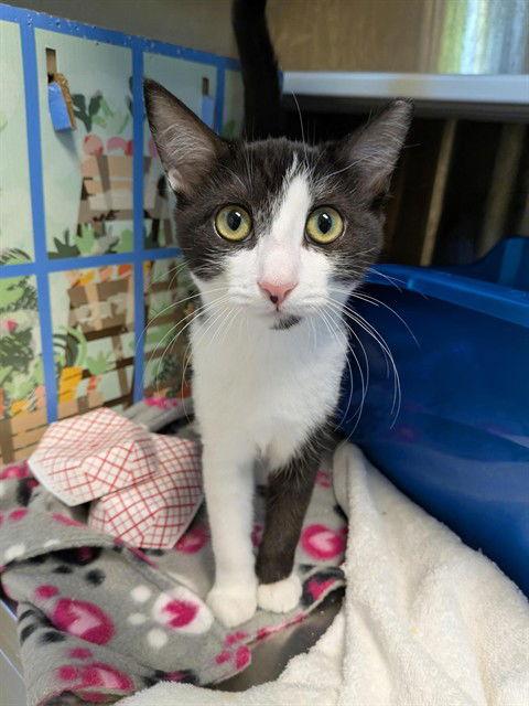 Enlarge Barn-N-Noble, a Adopted Domestic Short Hair in Elk Grove, CA image 2/3