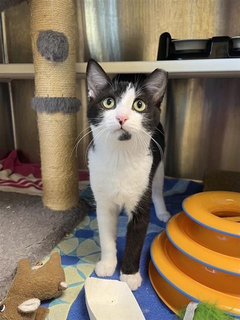 Enlarge Barn-N-Noble, a Adopted Domestic Short Hair in Elk Grove, CA image 3/3