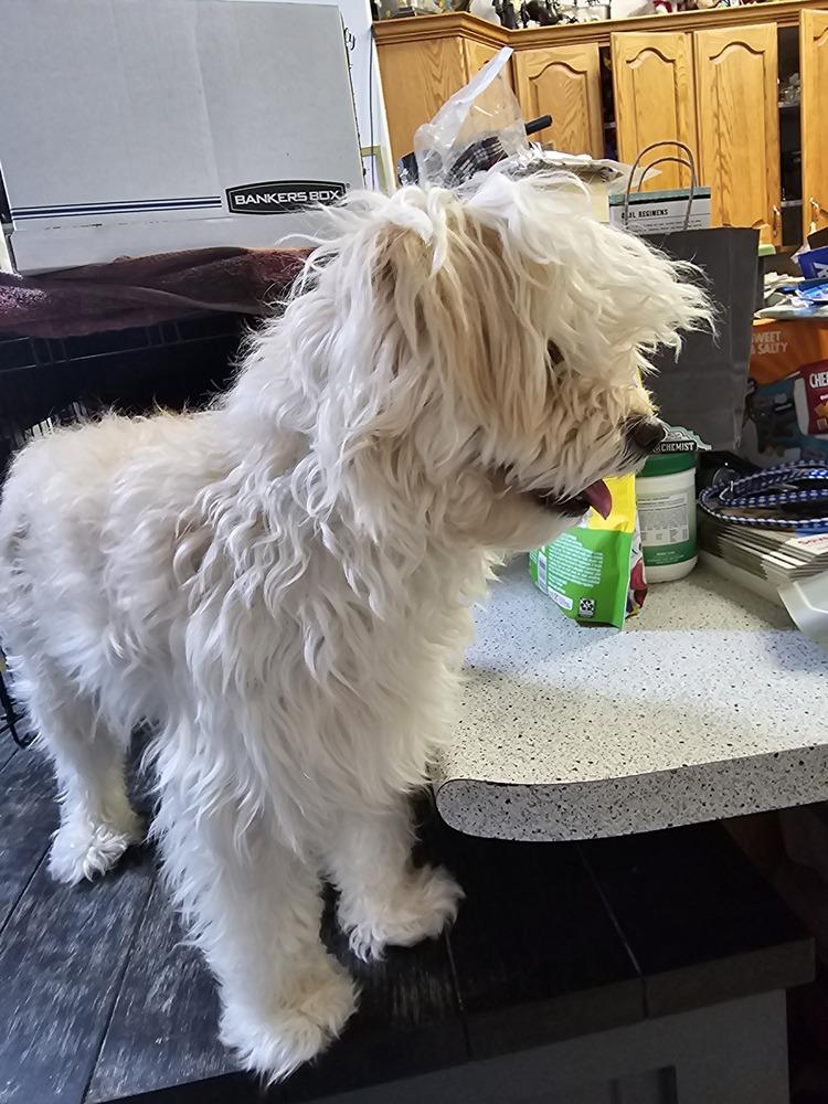 Biscuit, Adoptable, Young Male Terrier.