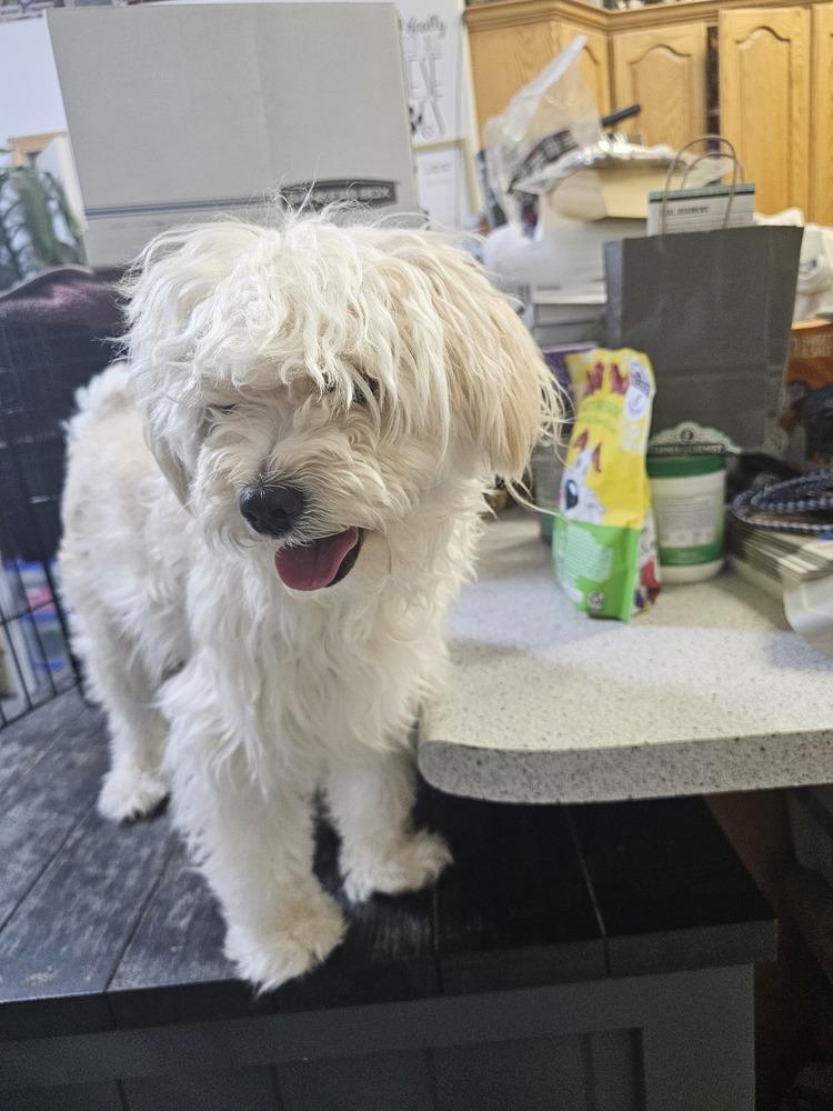 Enlarge Biscuit, a Adoptable mixed breed in Herriman, UT image 2/3