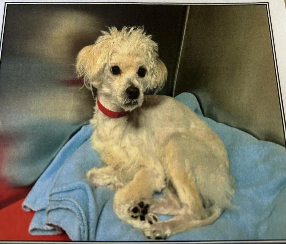 Enlarge Biscuit, a Adoptable mixed breed in Herriman, UT image 3/3