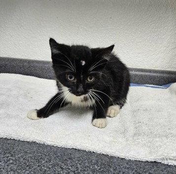 Laney, Adoptable, Young Female Domestic Short Hair.