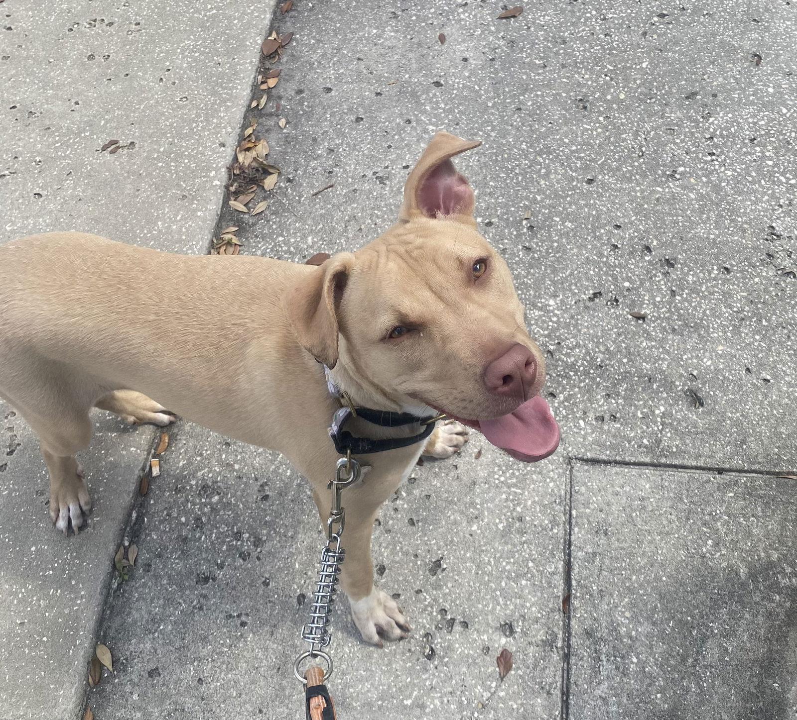 Fish FH, Adoptable, Young Male Labrador Retriever & Terrier.