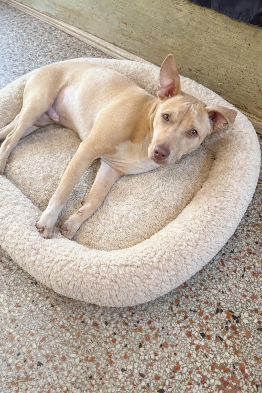 Enlarge Fish FH, a Adoptable mixed breed in Sanford, FL image 2/3