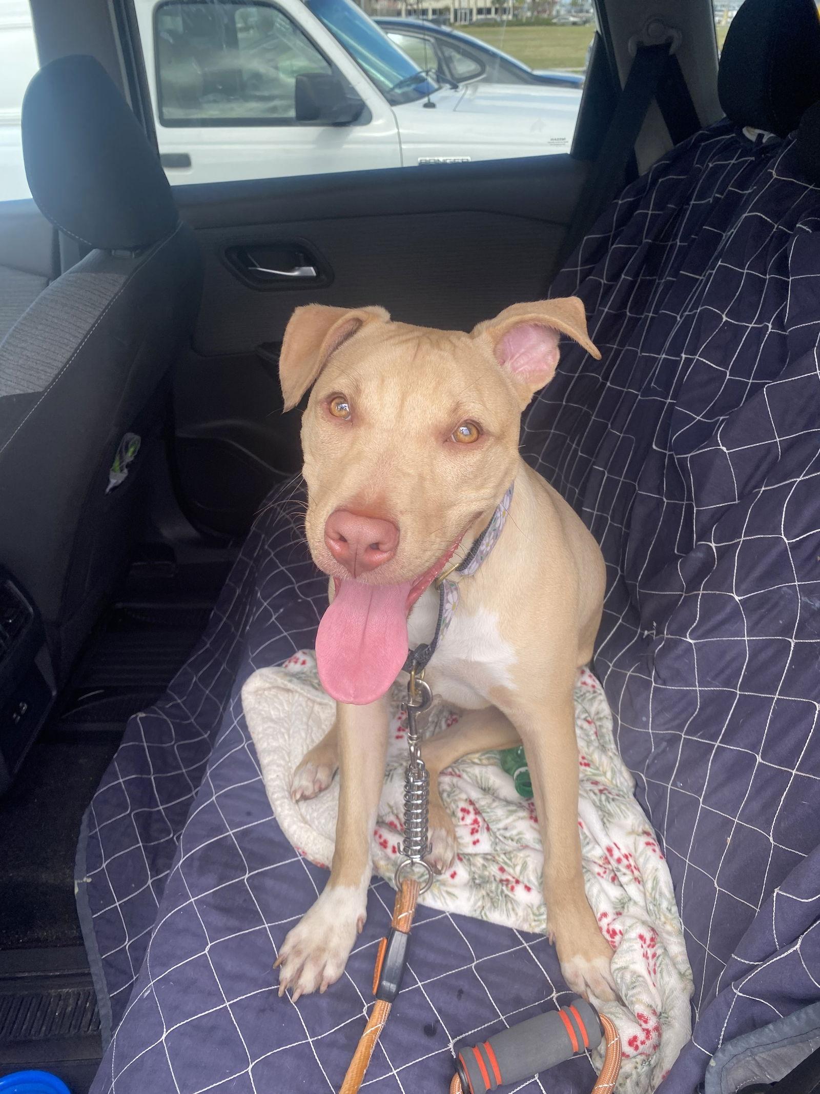 Enlarge Fish FH, a Adoptable mixed breed in Sanford, FL image 3/3