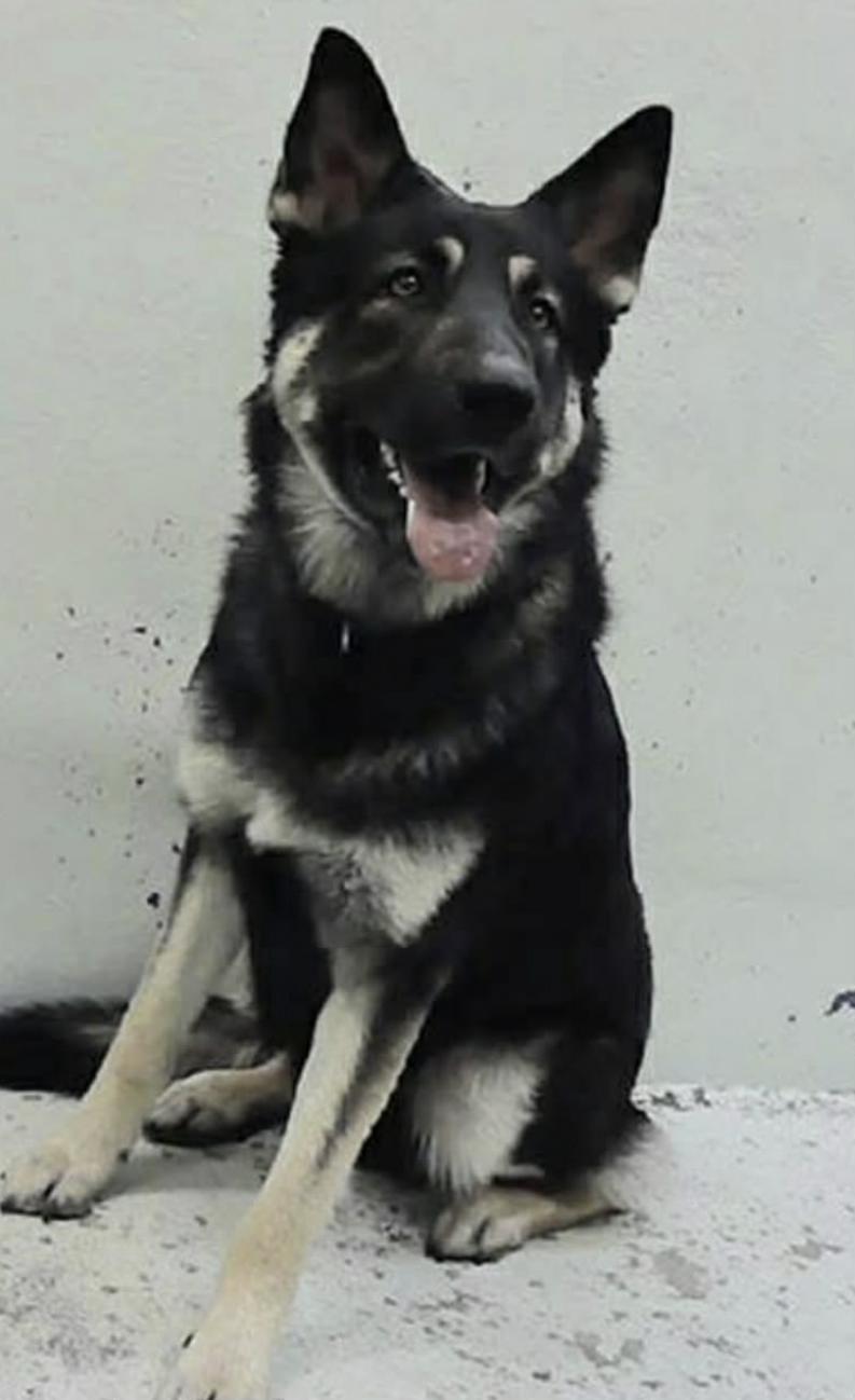 Pierre, ADOPTABLE, Young Male German Shepherd Dog.