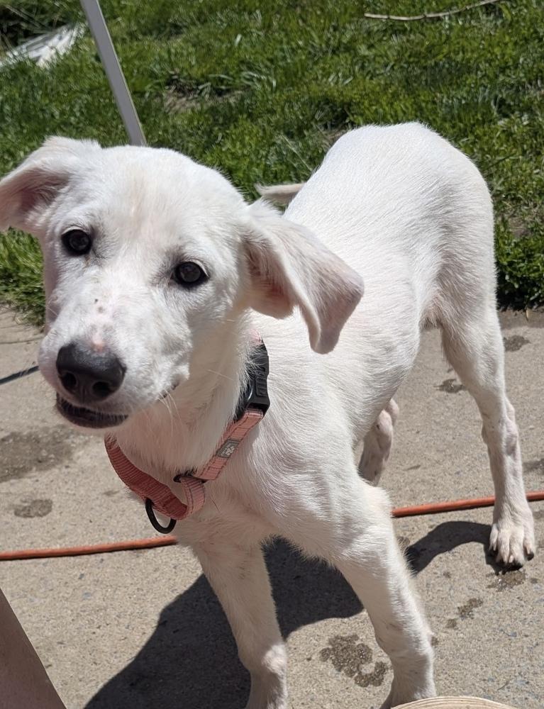 Zucchini, a Adoptable mixed breed in Cheektowaga, NY image 2/2