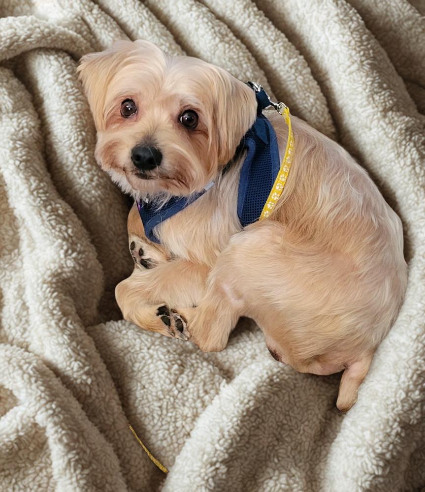 Ollie, Adoptable, Young Male Maltese & Yorkshire Terrier.