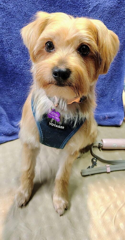 Ollie, a Adoptable mixed breed image 2/3