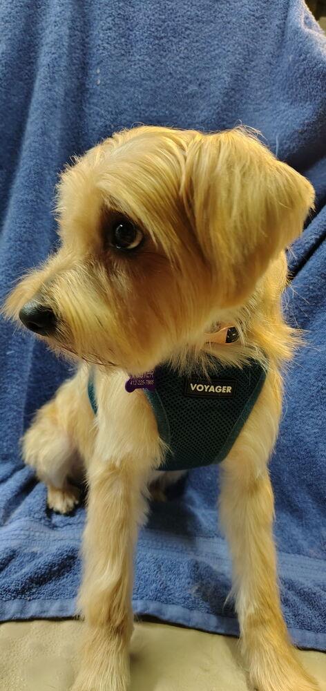 Ollie, a Adoptable mixed breed image 3/3