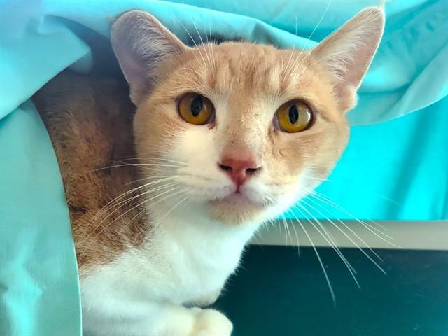 Enlarge CHAI, a Adoptable Domestic Short Hair in Palo Alto, CA image 1/1