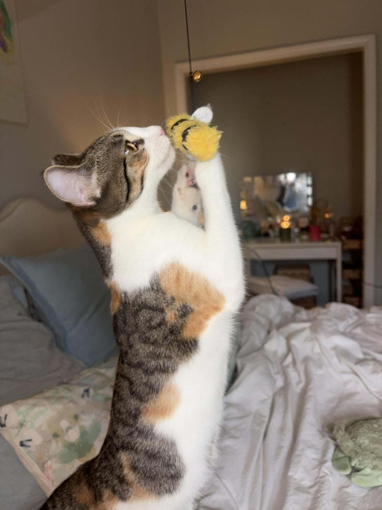 Daisy Dukes, Adoptable, Kitten Female Domestic Short Hair.