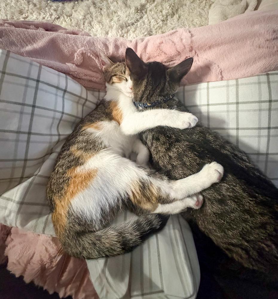 Daisy Dukes, a Adoptable Domestic Short Hair in Statesboro, GA image 2/3