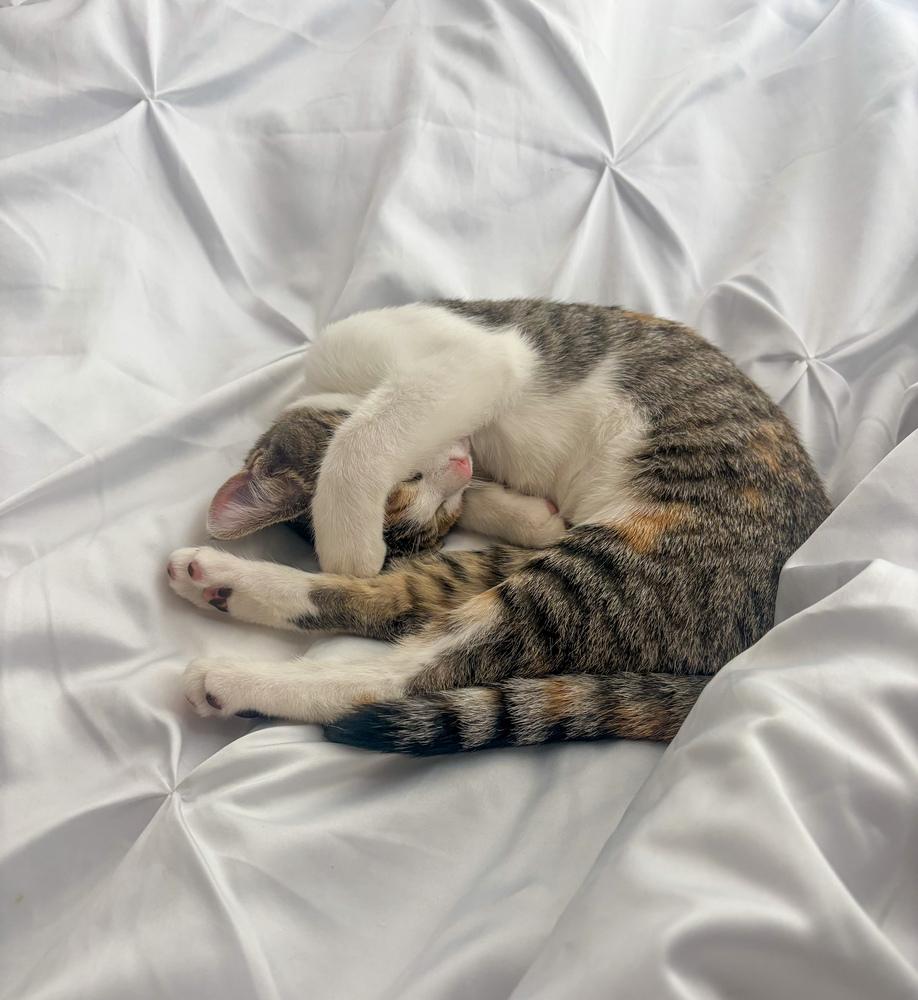 Daisy Dukes, a Adoptable Domestic Short Hair in Statesboro, GA image 3/3