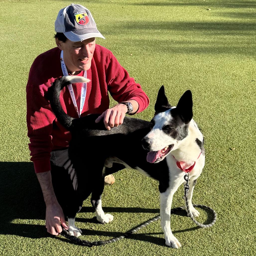 Lover, Adoptable, Adult Male Labrador Retriever & Mixed Breed.