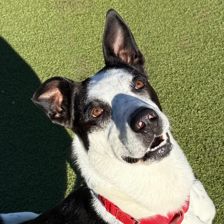 Enlarge Lover, a Adoptable mixed breed in Albuquerque, NM image 2/6