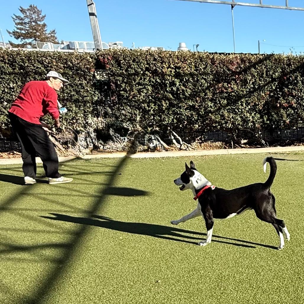 Enlarge Lover, a Adoptable mixed breed in Albuquerque, NM image 3/6