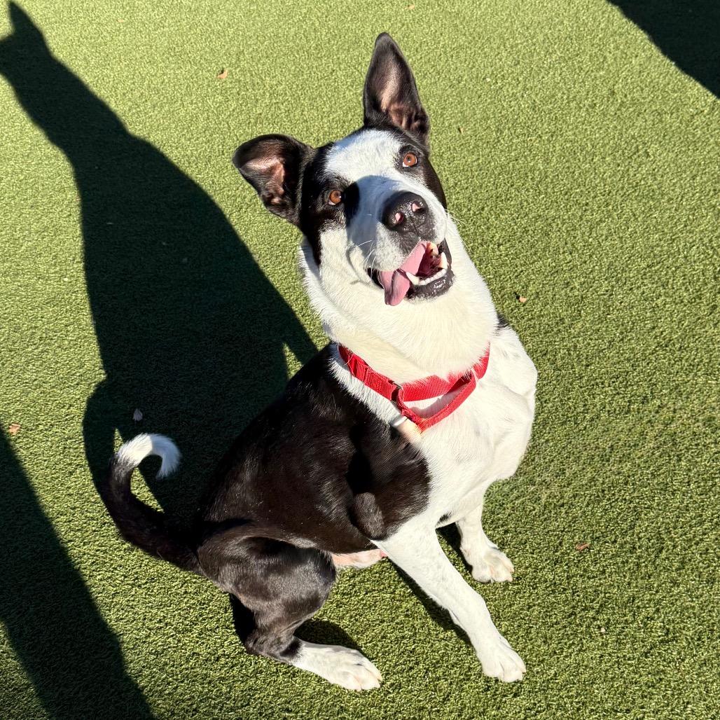 Enlarge Lover, a Adoptable mixed breed in Albuquerque, NM image 5/6