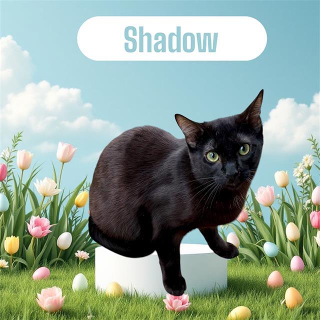 SHADOW, Adoptable, Young Male Domestic Short Hair & Domestic Short Hair.