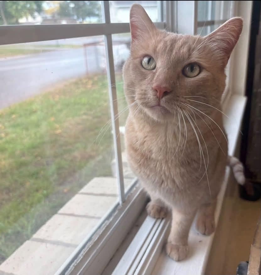 Rocky, Adoptable, Adult Male Tabby.
