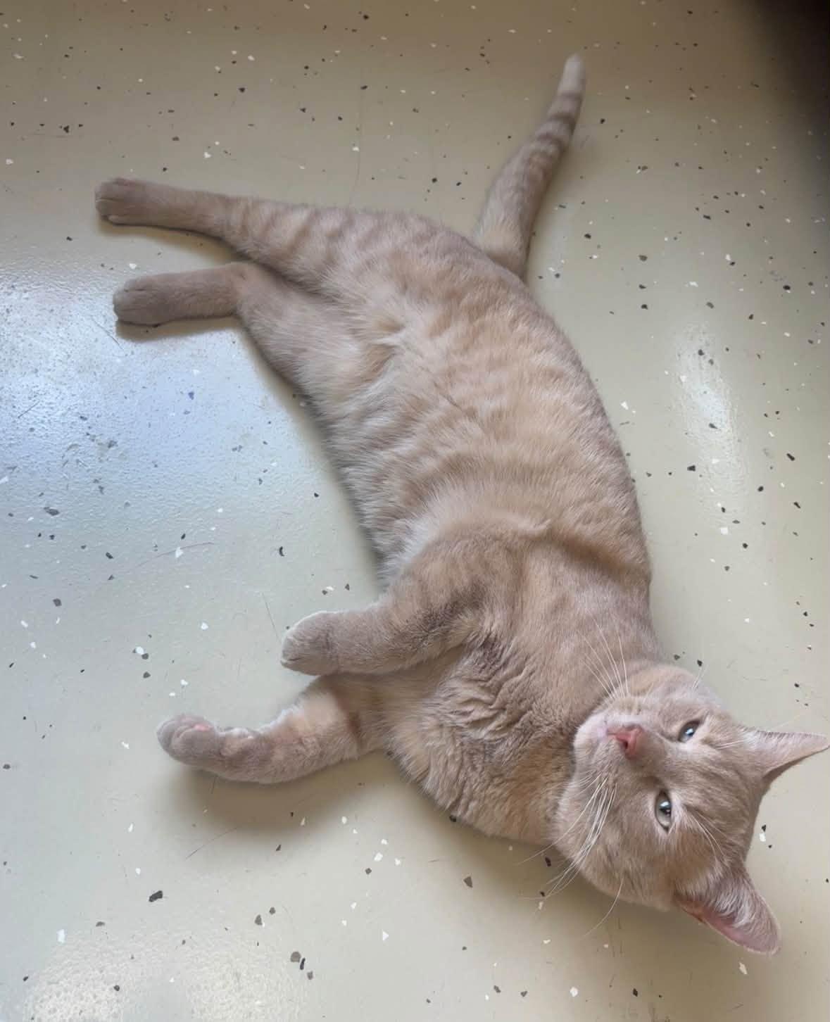 Enlarge Rocky, a Adoptable Tabby in Little Falls, MN image 2/2