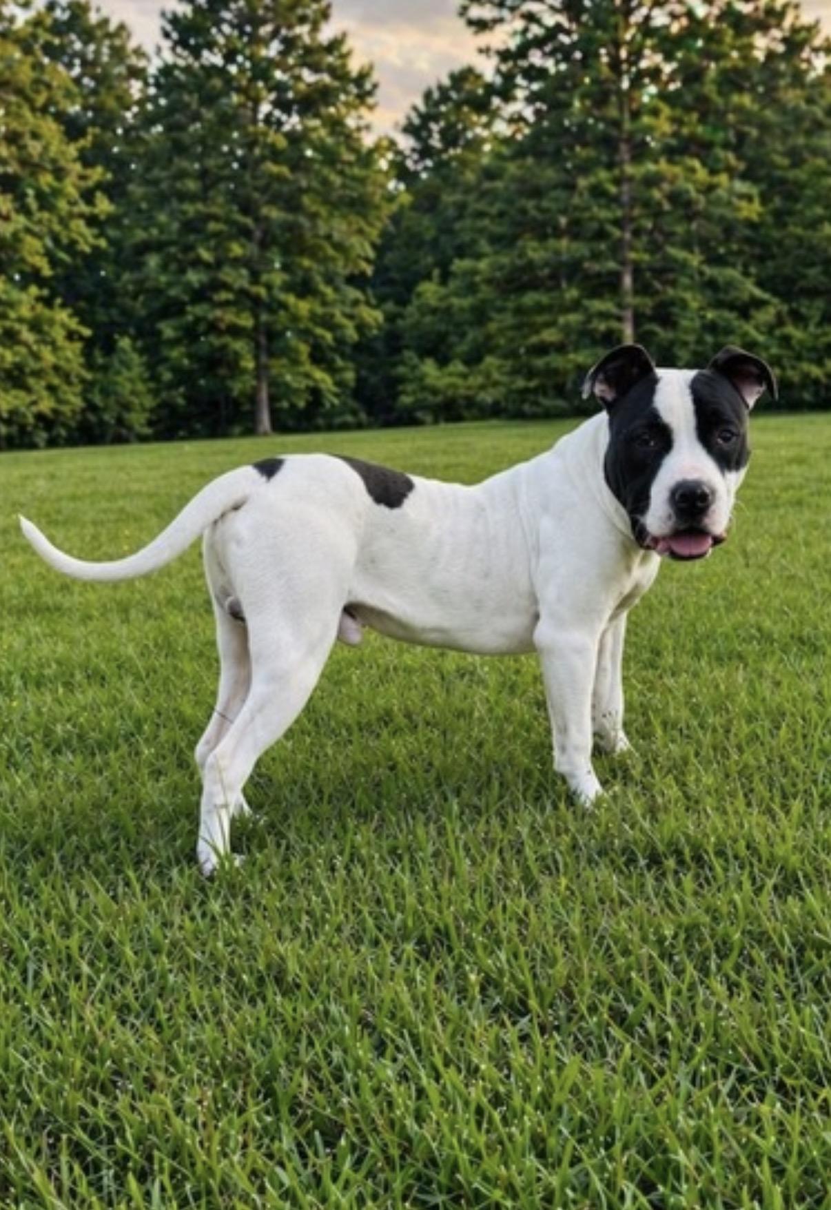 Boone, a Adoptable American Bulldog in Covington, LA image 6/6