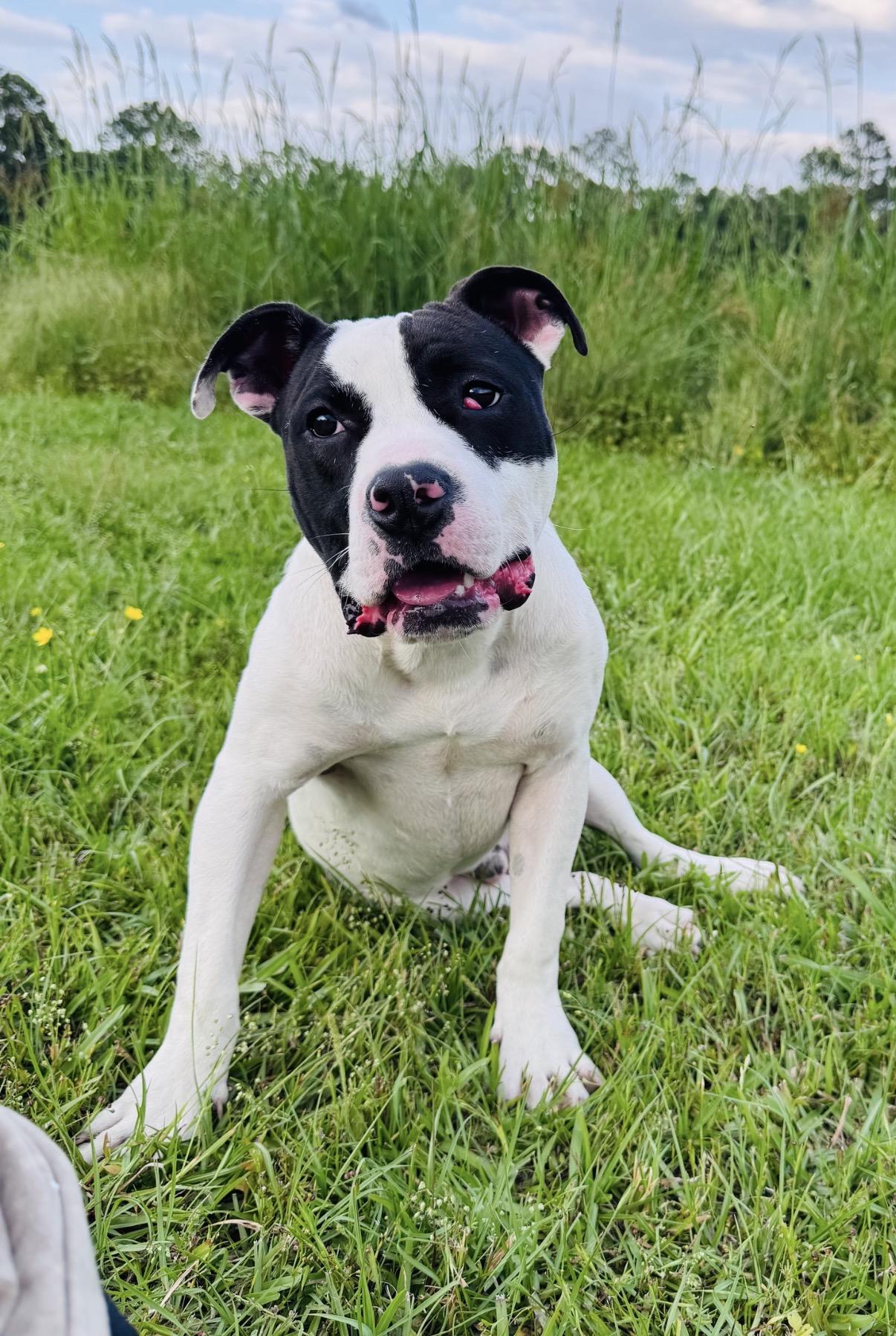 Boone, a Adoptable American Bulldog in Covington, LA image 1/6