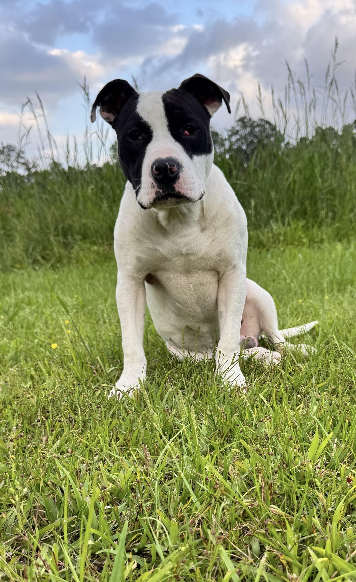 Boone, a Adoptable American Bulldog in Covington, LA image 4/6