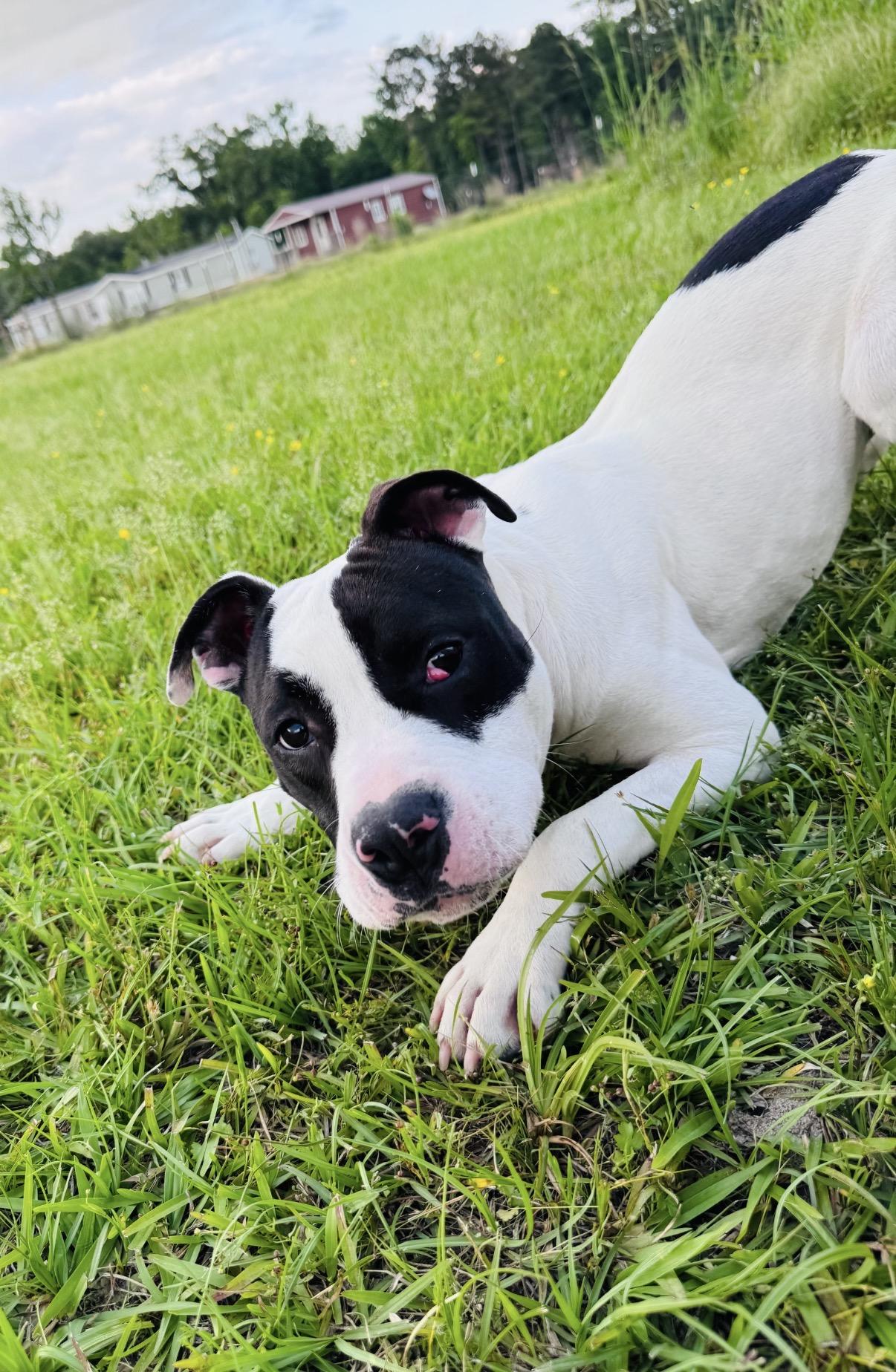 Boone, a Adoptable American Bulldog in Covington, LA image 3/6