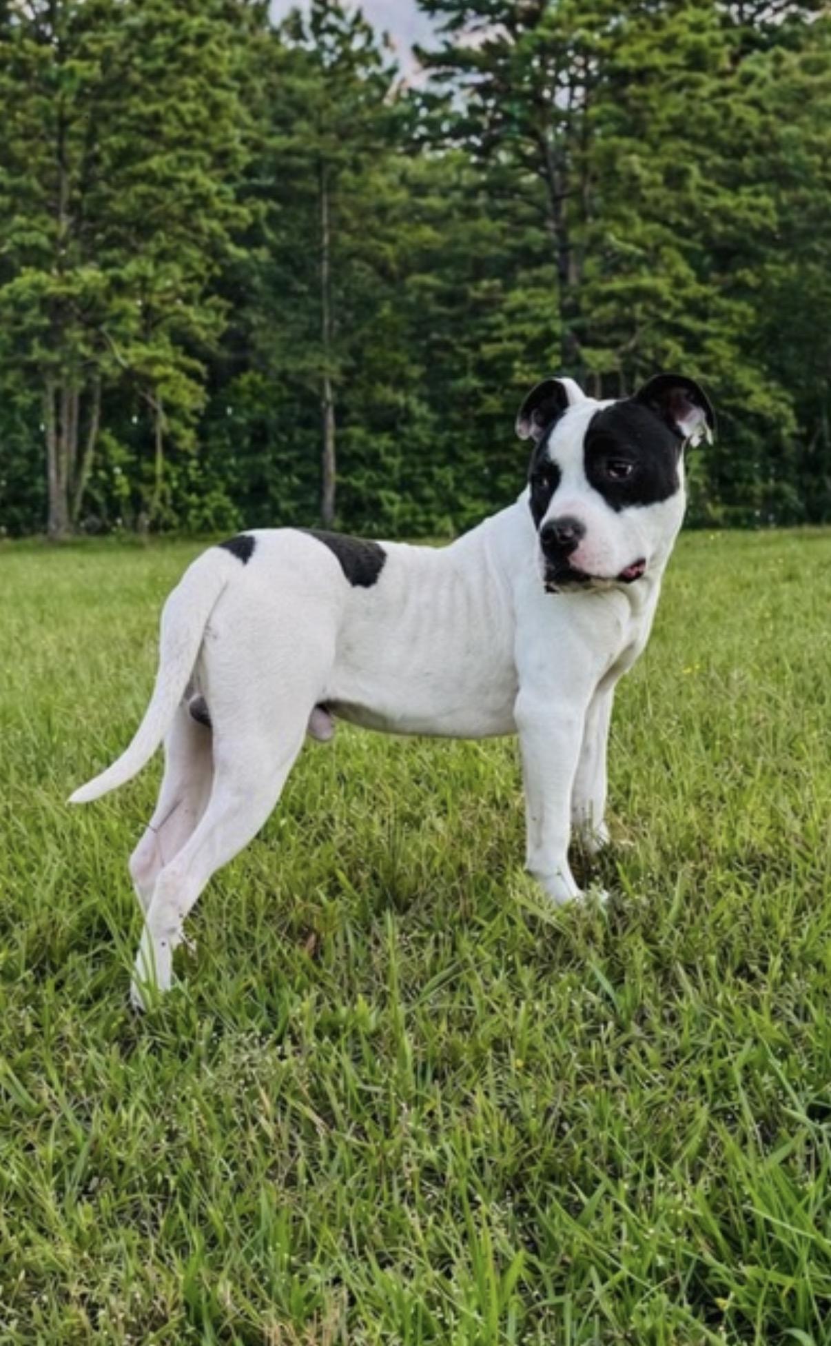 Boone, a Adoptable American Bulldog in Covington, LA image 2/6
