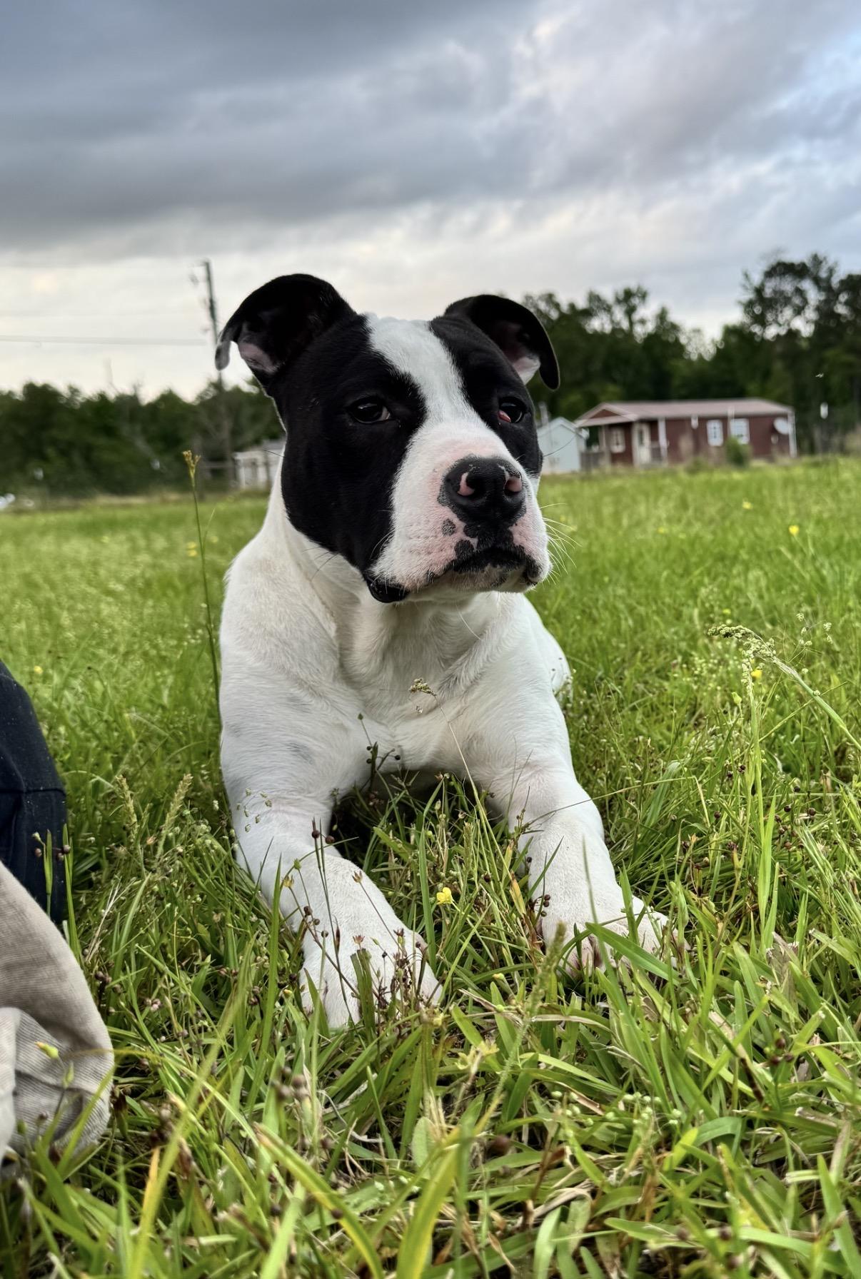 Boone, a Adoptable American Bulldog in Covington, LA image 5/6