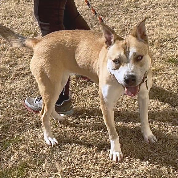 Enlarge Beth, a Adoptable mixed breed in Denison, TX image 2/5