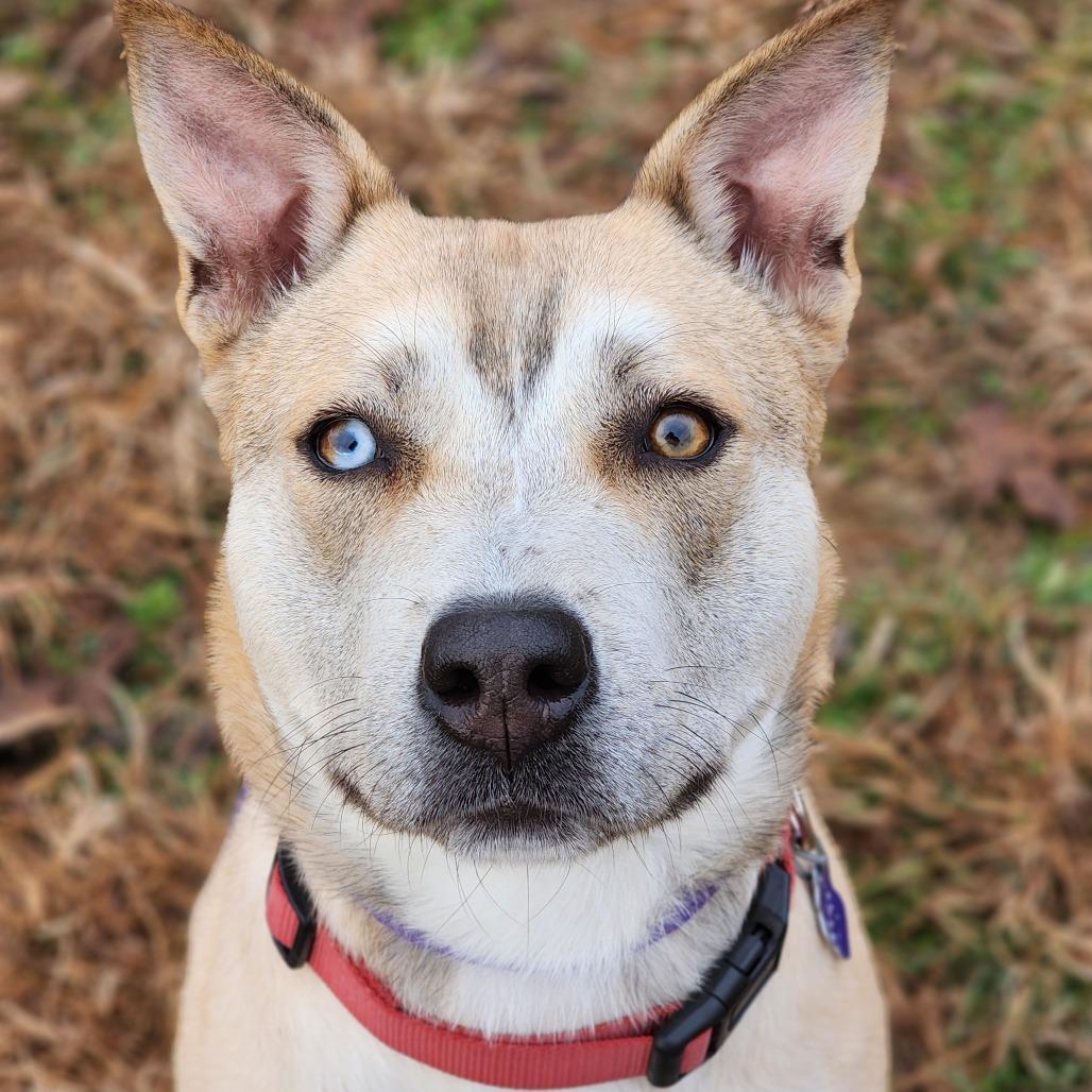 Enlarge Beth, a Adoptable mixed breed in Denison, TX image 3/5