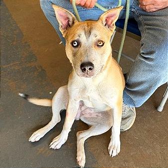 Enlarge Beth, a Adoptable mixed breed in Denison, TX image 4/5