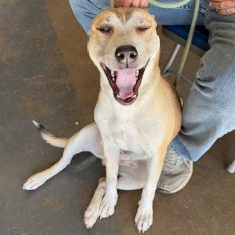 Enlarge Beth, a Adoptable mixed breed in Denison, TX image 5/5