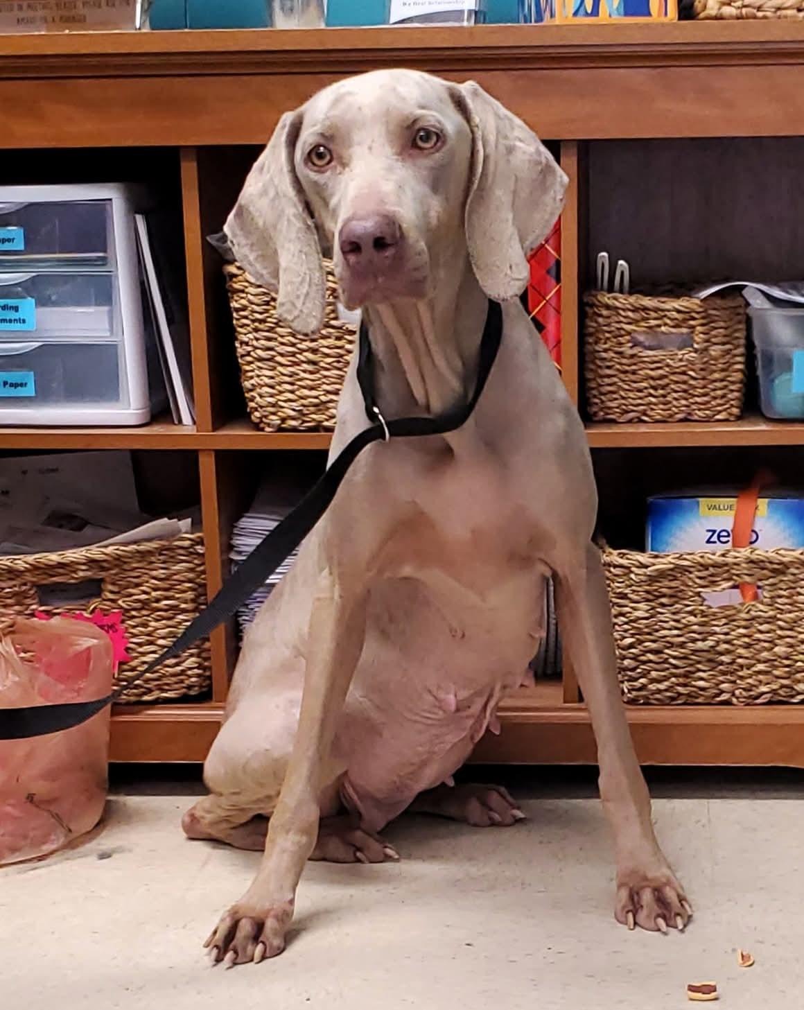 Sugar, ADOPTABLE, Adult Female Weimaraner.