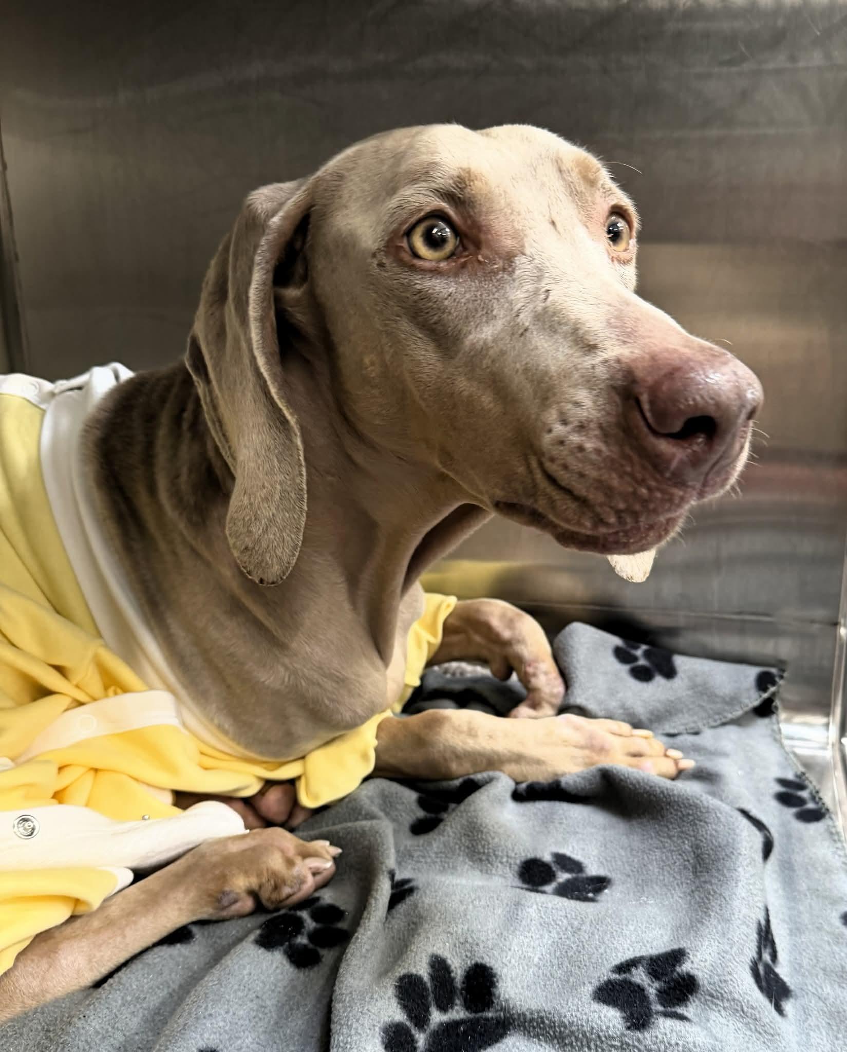 Enlarge Sugar, a ADOPTABLE Weimaraner in Birmingham, AL image 2/2