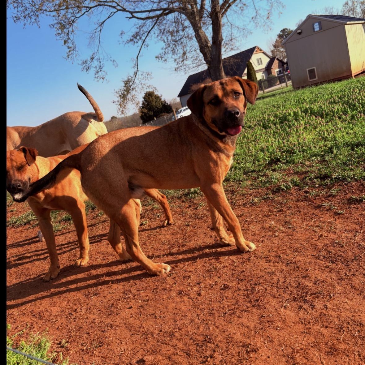 Enlarge Vinny, a Adoptable mixed breed in Williamston, SC image 2/3