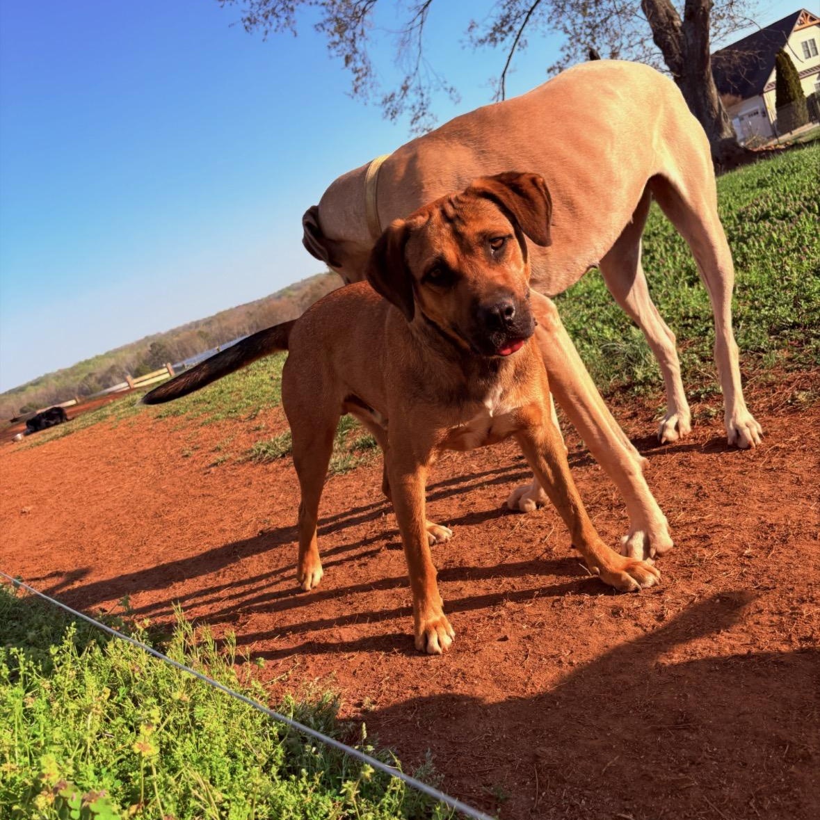Enlarge Vinny, a Adoptable mixed breed in Williamston, SC image 3/3