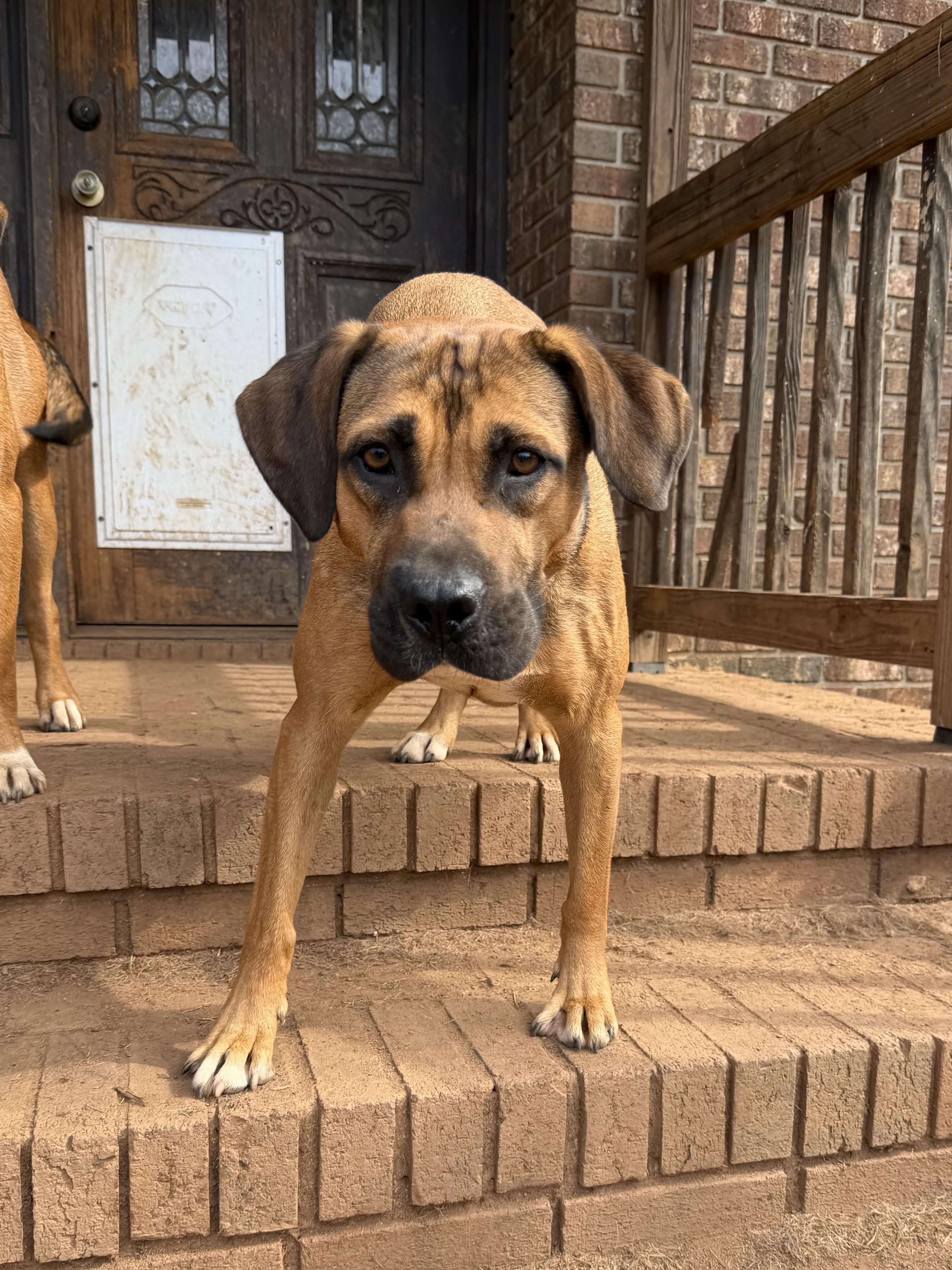 Enlarge Vinny, a Adoptable mixed breed in Williamston, SC image 1/3