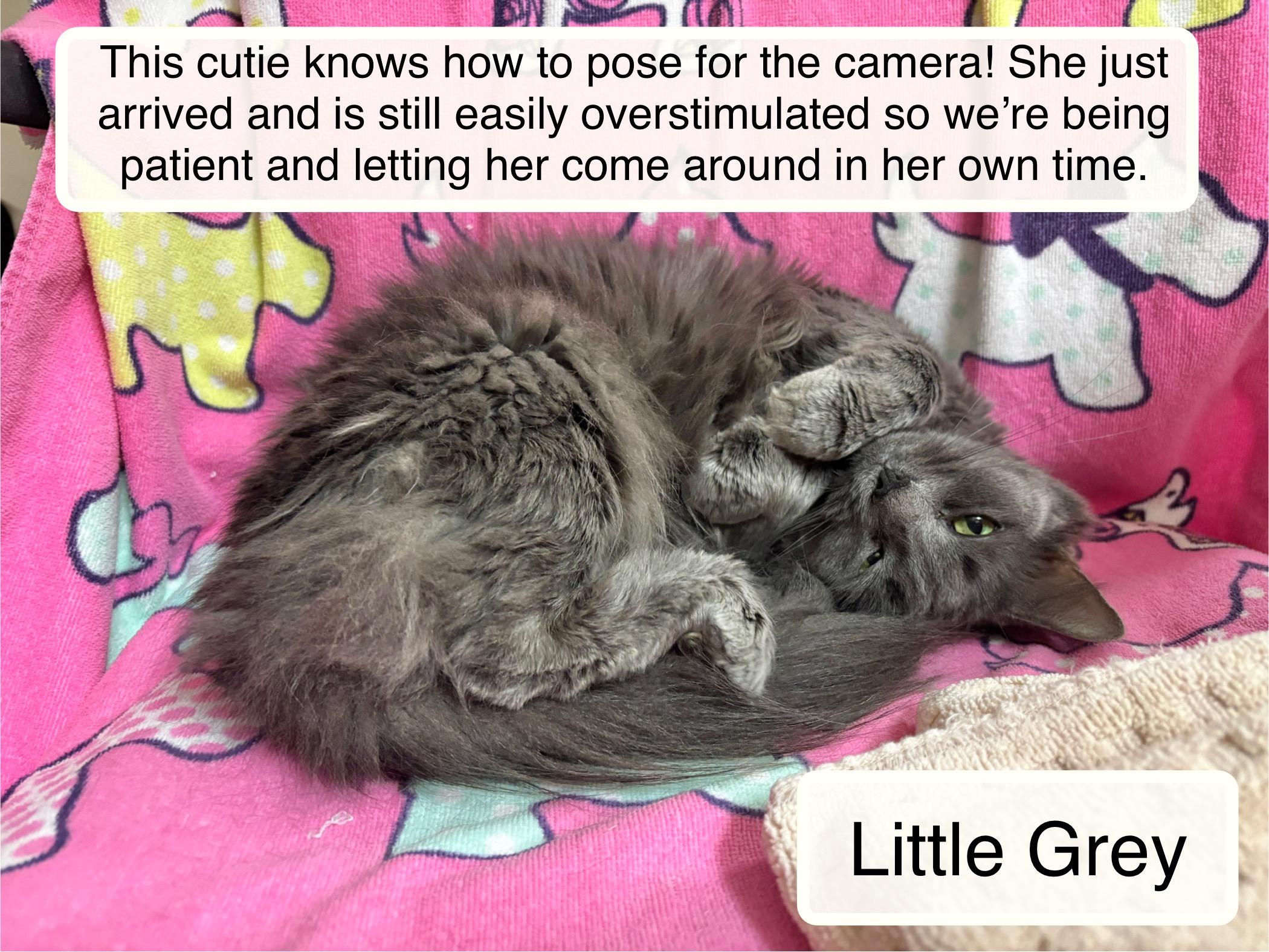 Little Grey, adopted, Young Female Domestic Long Hair.