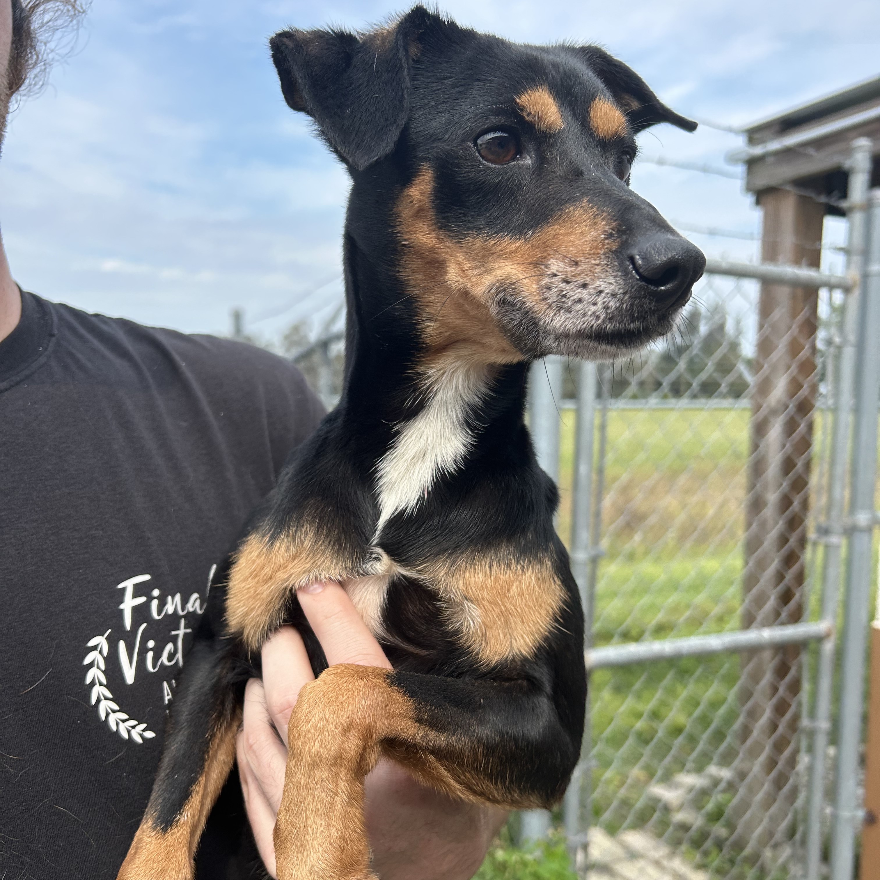Dog for adoption Coffee, a Miniature Pinscher Mix in Frederick , MD