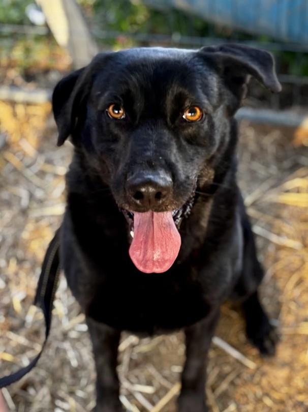Ollie, a ADOPTABLE mixed breed in Joppa, AL image 2/3