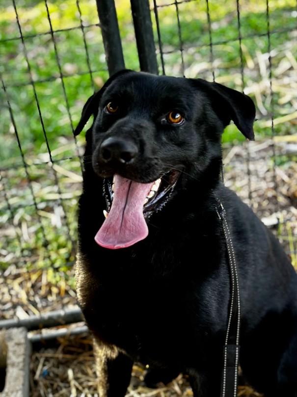 Ollie, a ADOPTABLE mixed breed in Joppa, AL image 1/3