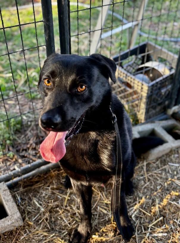 Ollie, a ADOPTABLE mixed breed in Joppa, AL image 3/3
