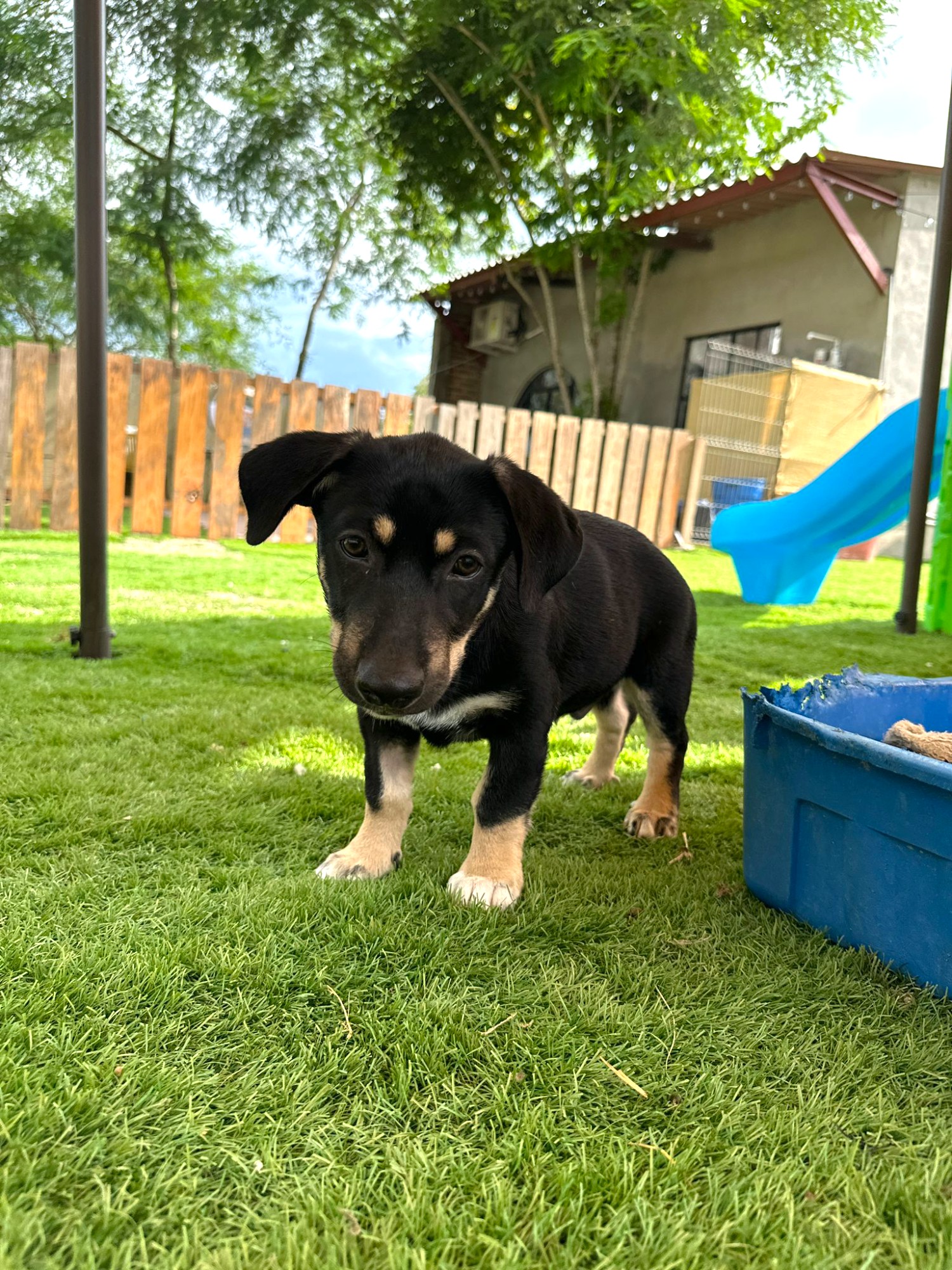 Dog for adoption Lychee, a Mixed Breed in Kelowna, BC Petfinder