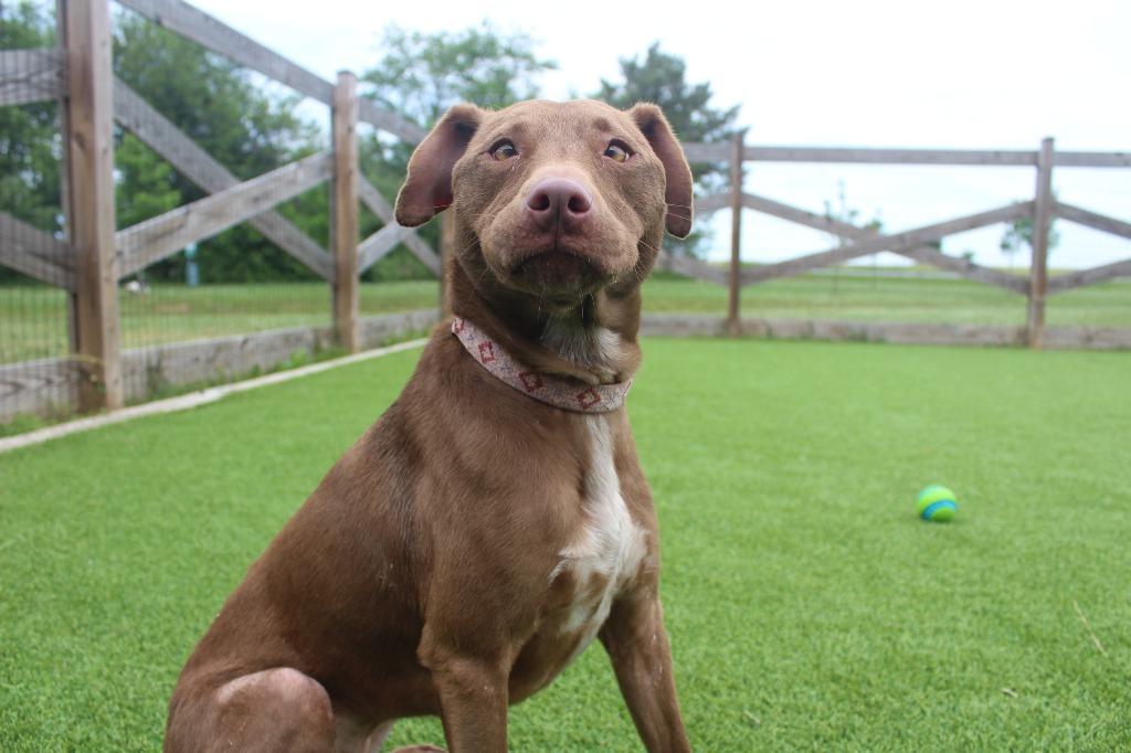 Hei Hei, ADOPTABLE, Adult Female Mixed Breed & Pit Bull Terrier.