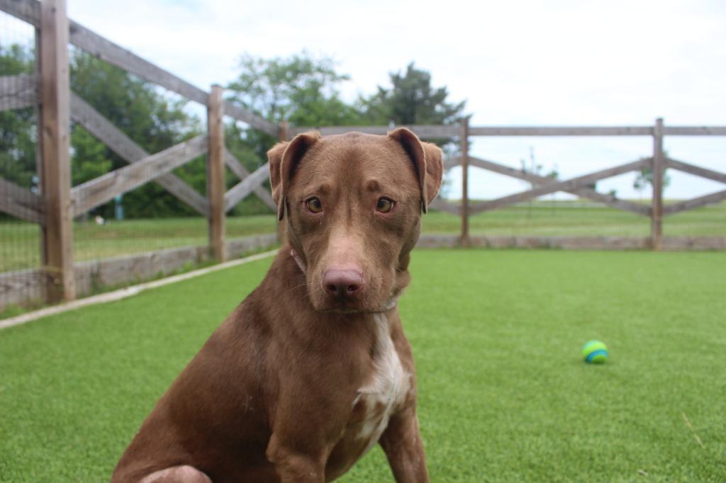 Hei Hei, a ADOPTABLE mixed breed in Chestertown, MD image 3/3