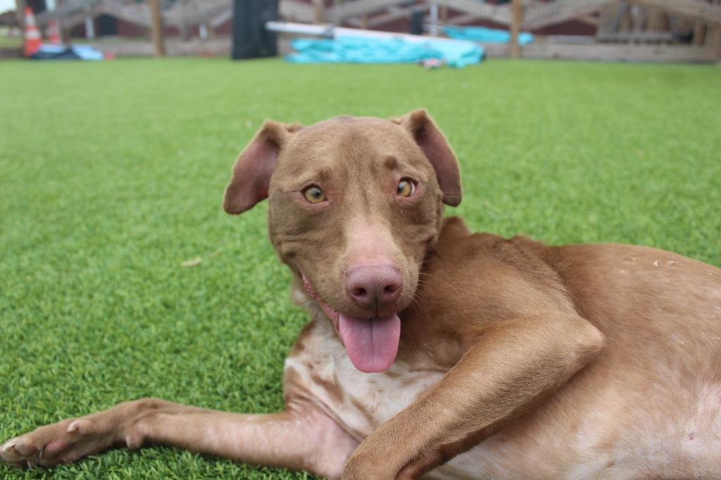 Hei Hei, a ADOPTABLE mixed breed in Chestertown, MD image 2/3