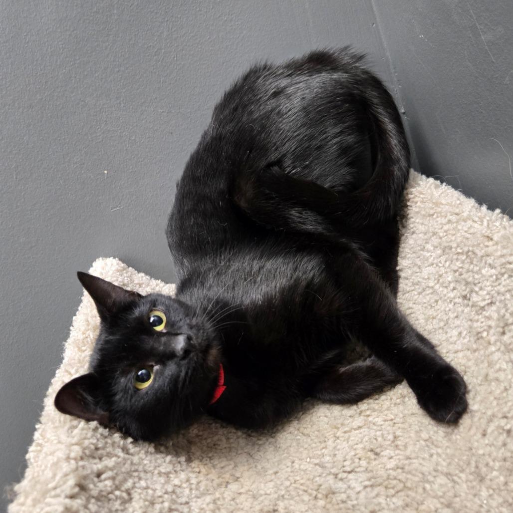 Enlarge Evie, a Adoptable Domestic Short Hair in Hamburg, NY image 1/3